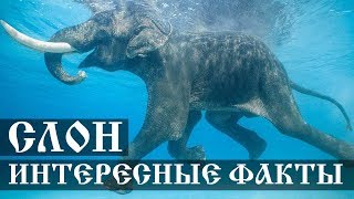 Интересные факты о Слонах