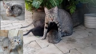 nice scene |Gray Mom kittens breastfeeding her babies by world of stray meowing  906 views 8 months ago 3 minutes, 8 seconds