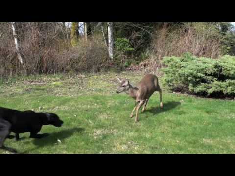 DOG AND DEER - BEST FRIENDS FOREVER.