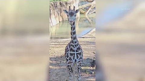 New 2-year-old giraffe arrives at Dallas Zoo
