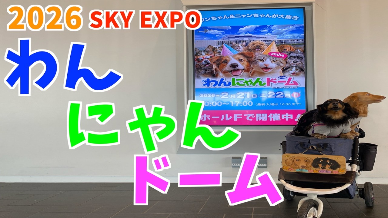 2026SKYEXPO わんにゃんドーム＃わんにゃんドーム＃SKYEXPO＃犬イベント＃Hayabusa＃and.e＃田舎の逸品本舗＃スカイエキスポ