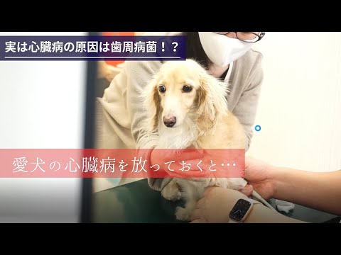 犬の「心臓病」治療・革命 - YouTube
