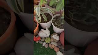 #garden #ideas #smallspacedecor #balconydecor #ideas #please like n subscribe my little channel ❤️