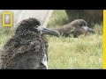 Saving Albatross Chicks From Tsunamis and Rising Seas | National Geographic