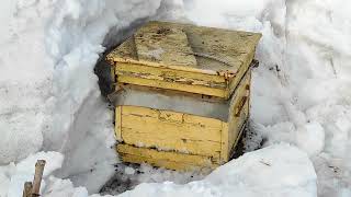 Итоги зимовки 2022, затопило гараж с пчелой.