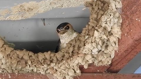 Inside the Red Rumped Swallow