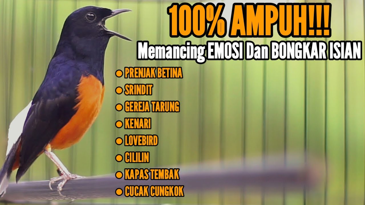 MASTERAN MURAI BATU 100% AMPUH MEMANCING EMOSI DAN BONGKAR ISIAN