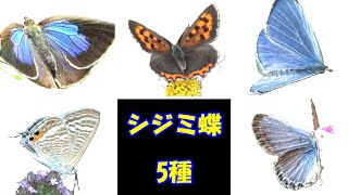 hirohiroシジミチョウセット シジミチョウ 5種 - YouTube