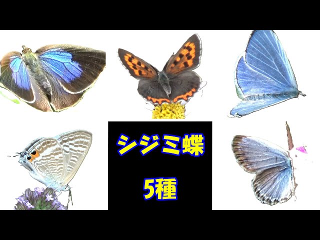 hirohiroシジミチョウセット シジミチョウ 5種 - YouTube