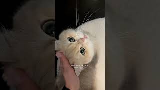Cats are so loving and beautiful… they deserve to be loved and spoiled 🐱❤️ #cat #cats #cute #love