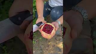 Sichuans Tunisian soft-seeded pomegranate has thin skin and very soft seeds