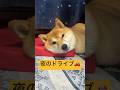 分かりやすい乙女🤭💕#柴犬 #豆柴 #shibainu #犬 #犬のいる暮らし #shorts