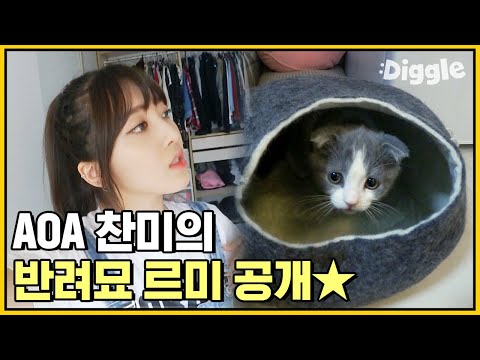 ※입덕주의※ 깜찍뽀짝의 결정체 <strong>찬미</strong>&amp;#39;s 반려묘 구르미☁️ 아기야옹이가 세상을 구한드악!!!!(๑•o•๑)♡ | #관심가는혼종_채널AOA | #Diggle
