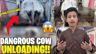 Dangerous Cow Loading And Unloading 😱 || Cow Ne Jump Mardi 😱 || Brown Arham