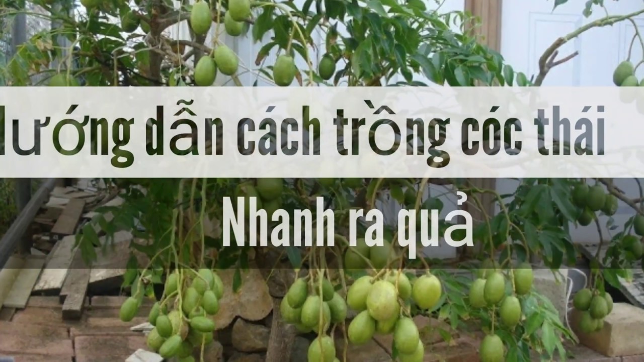 Cách trồng cóc thái ra quả cực nhanh - youtube