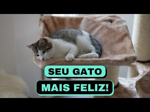 Vídeo: Como manter seu gato feliz dentro de casa