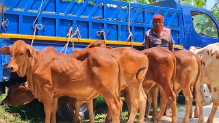 ৩০ মে 2026| মাদারীপুরের খামারী কেমন দামে কিনলেন সেরা মানের শাহীওয়াল জাতের ষাঁড় বাছুর বিরামপুর থেকে