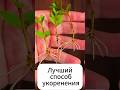 Как укоренить любой черенок за 1 день?! #дача #огород #сад #черенок