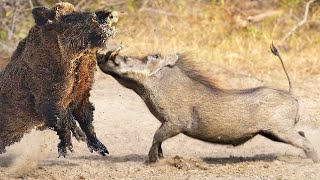 Wild Boar Tore Apart African Warthog In Battle. by Victorious Nature 11,200 views 1 year ago 10 minutes, 12 seconds