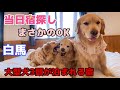 【無計画白馬2】当日宿探し 大型犬3頭泊まれる宿を探したらまさかのOKしかもゴルマークのお宿