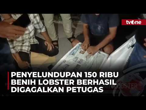 Penyelundupan Benih Lobster Berhasil Digagalkan Polisi