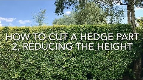 How To Cut A Hedge Part 2 Reducing The Height, Cutting A Privet Hedge