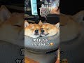 お顔をくっ付けて眠る豆柴姉妹 #Shorts