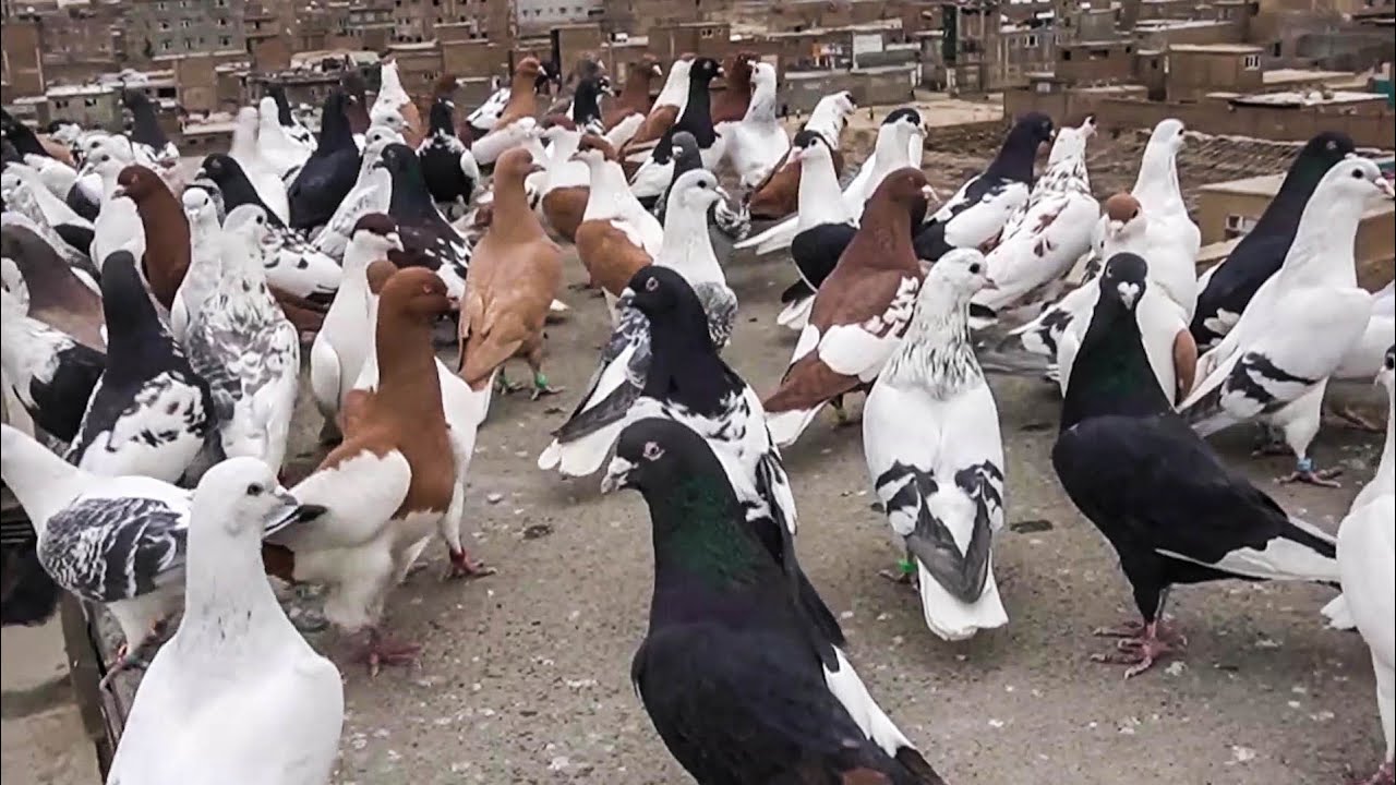 کفترهای نابغه حاجی صاحب عید محمد چهارده❤❤Afghan pure pigeons in Kabul Afghanistan