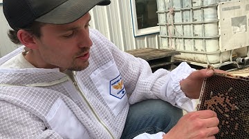 Sac Brood Disease Identification, the Symptoms that Differ it from AFB