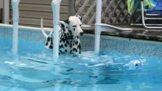My Dalmatian Sheamus swimming in the pool July 25th, 2010 MVI_1569.AVI