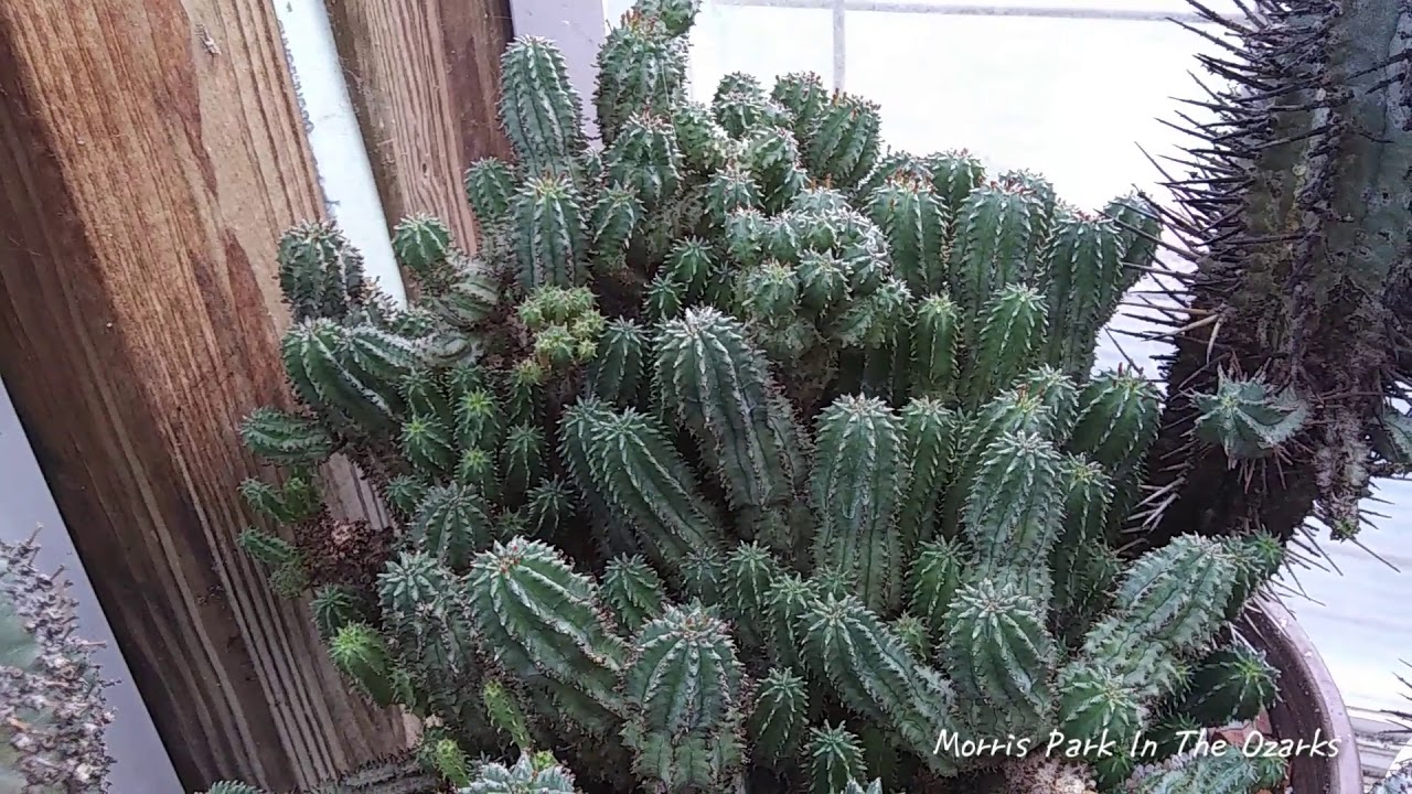 Euphorbia collection part one