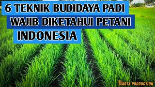 6 TEKNIK BUDIDAYA PADI YANG WAJIB DI KETAHUI PETANI
