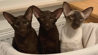 Carla & Anna & Arthur : Oriental Shorthair Cats