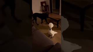 This Cockatoo Terrorises Two Sleeping Dogs For Fun