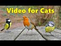 Cat tv  catflixs for cats to watch  8 hours 