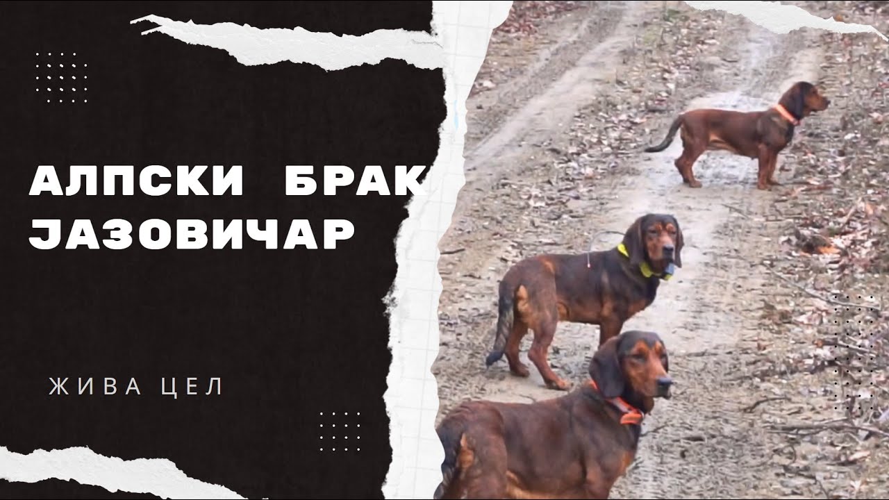 Alpski brak jazovicar | S3E16 - Ziva Cel 