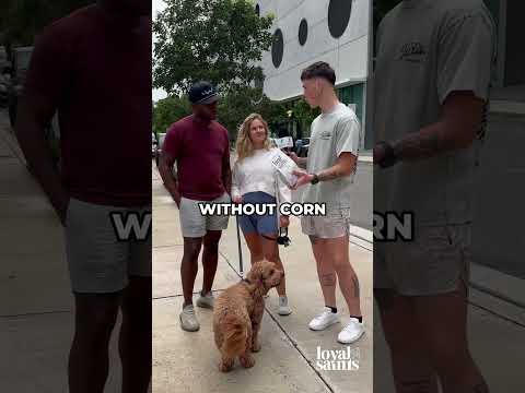 Do You Feed Your Dog Regular Dog Food? Street Interview