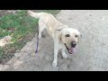 Dog training#video#share#viral#subscribe#contact#7988150626