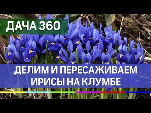 Делим и пересаживаем ирисы ДАЧА 360