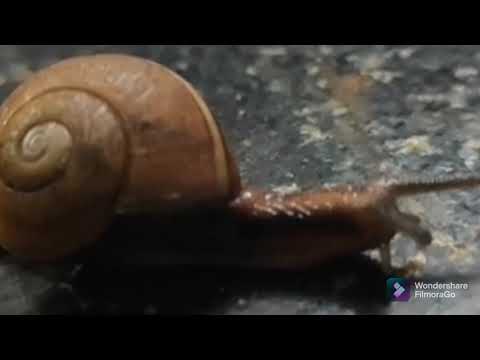 Snail Crush