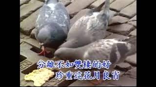 KARAOKE  avseq 14 202201AVSEQ01 6 #klip #mandarin #music #viral #karaoke #chinese #romantic