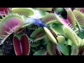 Plantes Carnivores - Dionaea Muscipula 2013