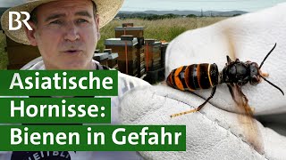 Asiatische Hornisse in Deutschland: Gefahr für Bienen | Invasive Arten | Unser Land | BR