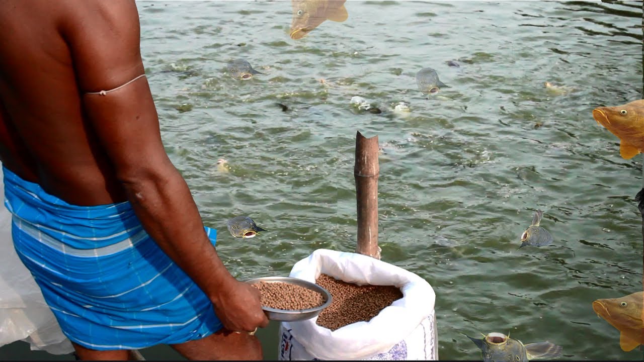 Feeding Fish In Ponds Fish Farm in BD লালন ফিশ ফার্ম YouTube