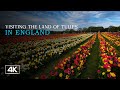 England’s Most Beautiful Tulip Fields | Relaxing Spring Walk Through Endless Blooms You Must See!