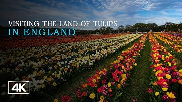 England’s Most Beautiful Tulip Fields | Relaxing Spring Walk Through Endless Blooms You Must See!