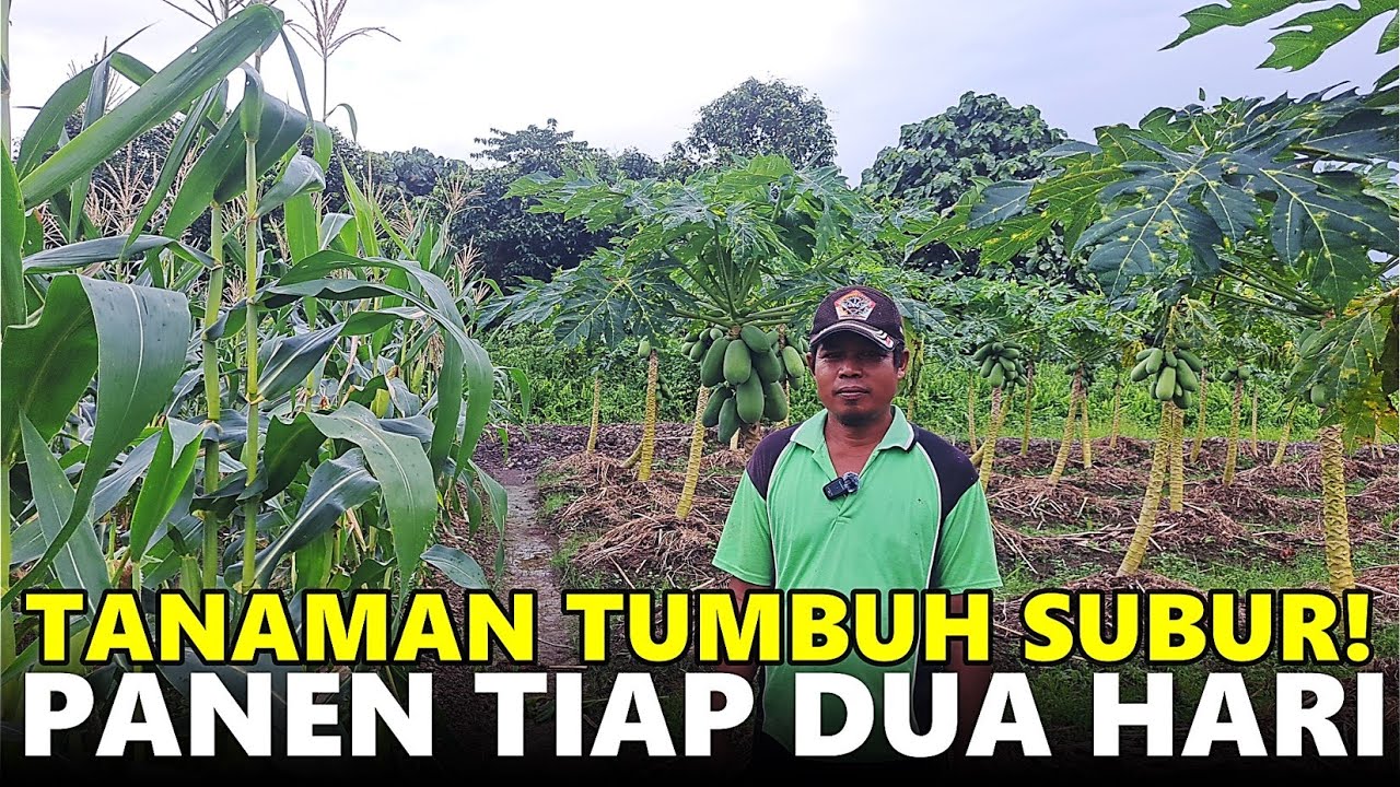 TRANSMIGRAN MAGETAN INI SUKSES TANAM PEPAYA, JAGUNG, CABE & SINGKONG DI LAHAN  TRANSMIGRASI SP3