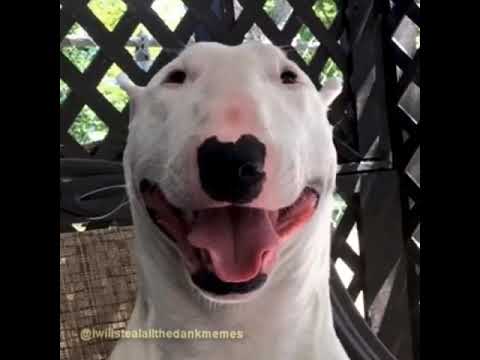 nickelodeon-dog-meme