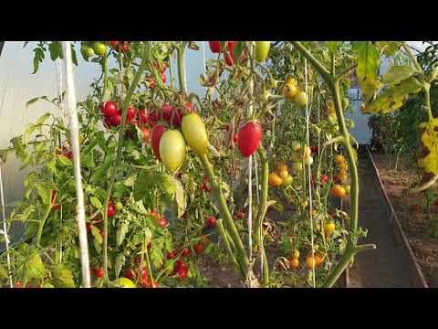 Урожай томатов в октябре. Правило успешного выращивания. Просто.