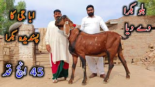 Abba G Ny Apna Breader Sale Kar Diya - Breader Buck Sold Out - Ashraf Gujjar Goat Farm